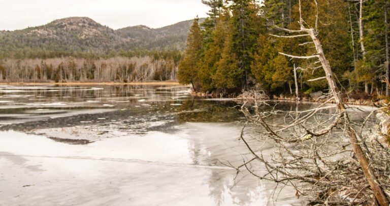 photo of lake and trees in winter