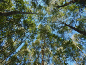 looking up through the canopy of this small collection of silver birch trees