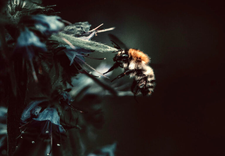 photo of bee gathering nectar