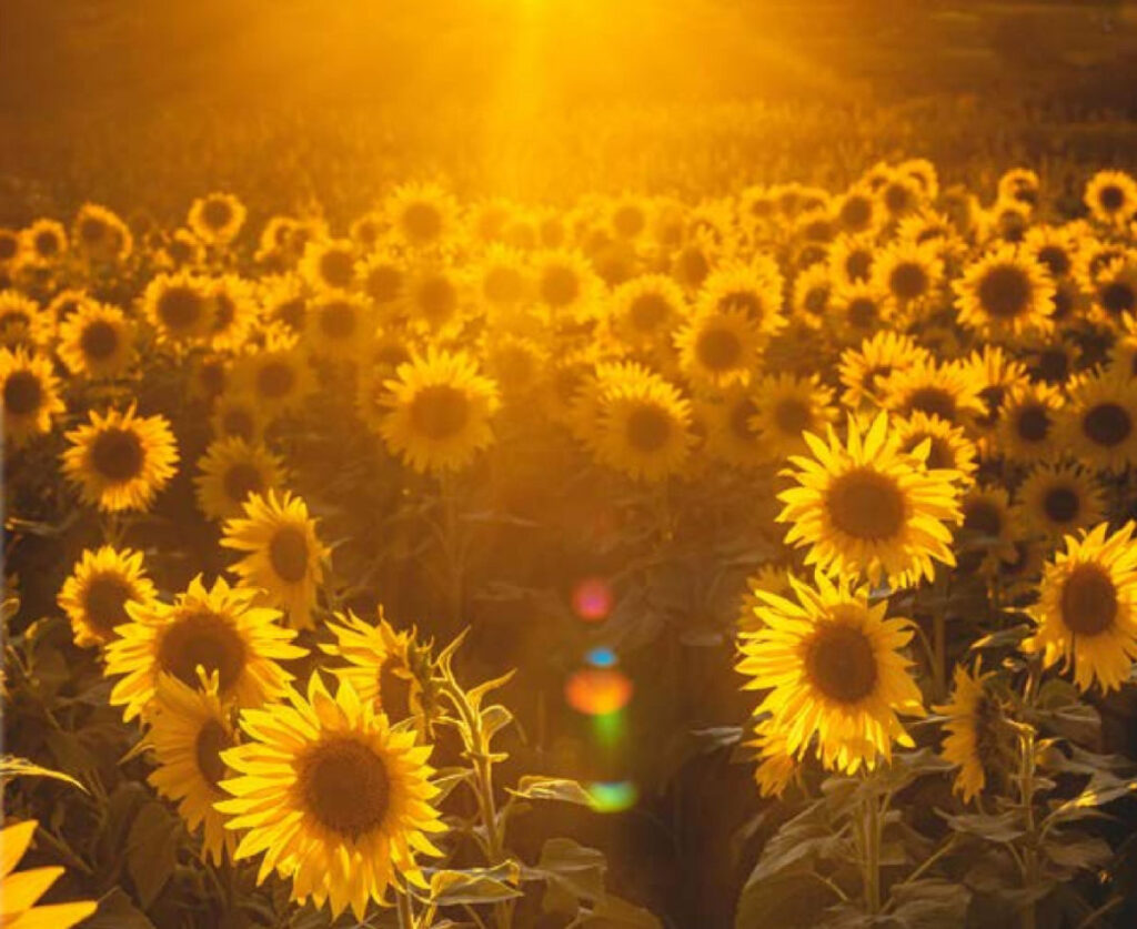 Sunflowers, Sunshine, Sun